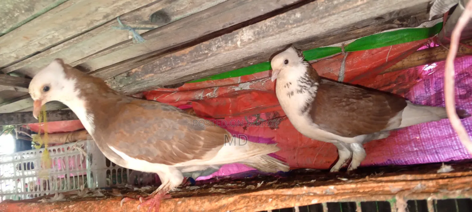 Approximately 15 pairs of pigeons with egg/chick guarantee for sale
