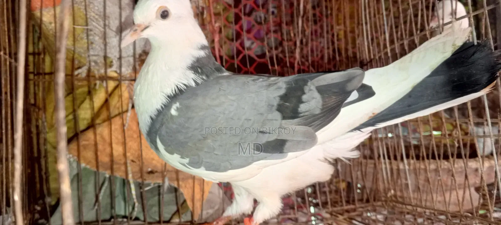 Approximately 15 pairs of pigeons with egg/chick guarantee for sale