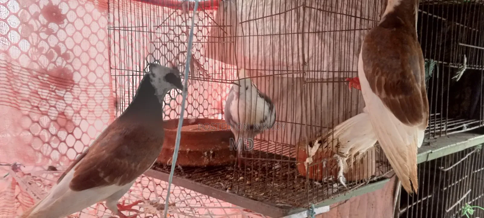 Approximately 15 pairs of pigeons with egg/chick guarantee for sale