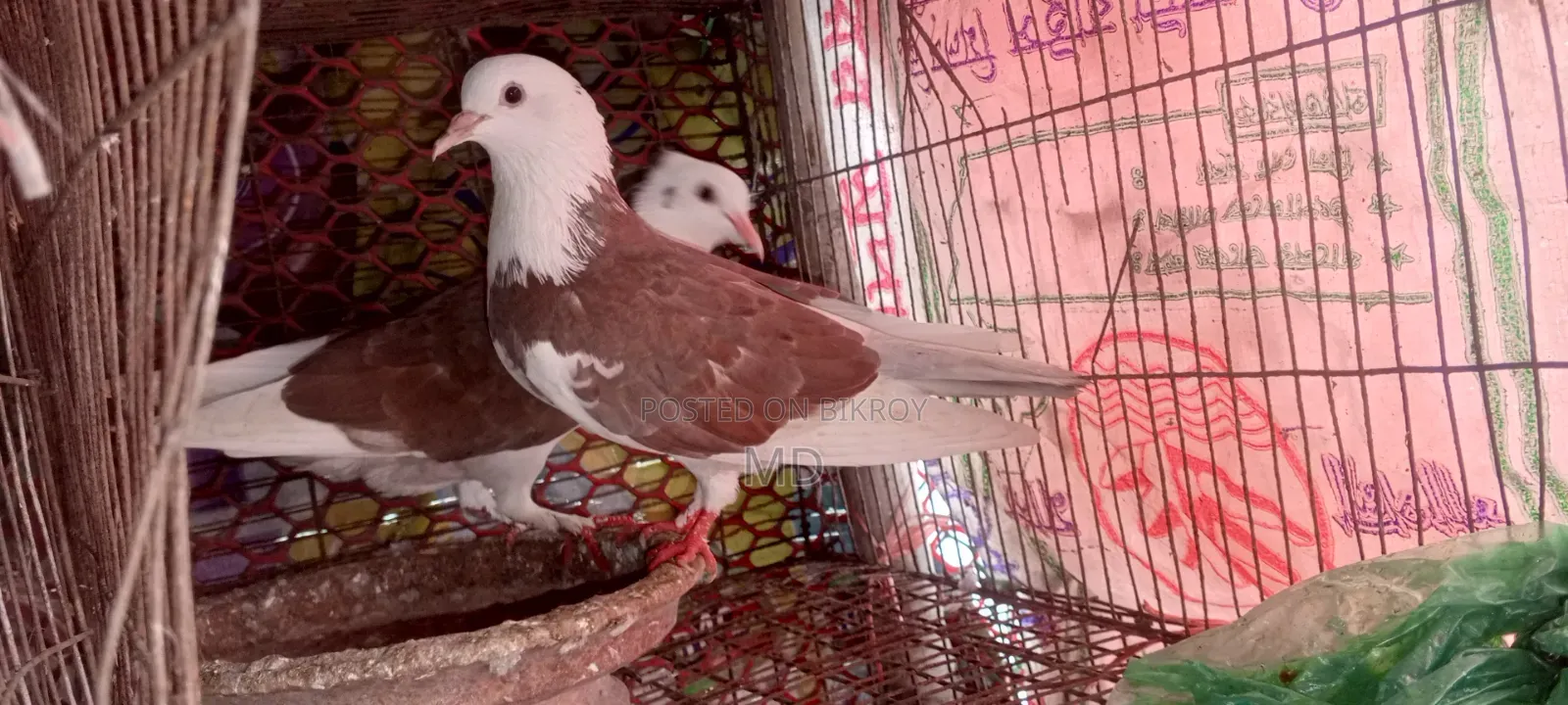 Approximately 15 pairs of pigeons with egg/chick guarantee for sale
