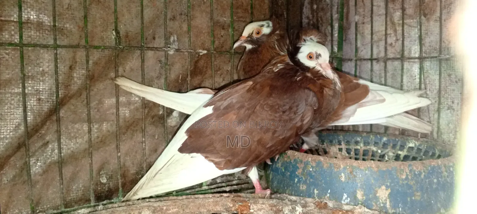Approximately 15 pairs of pigeons with egg/chick guarantee for sale