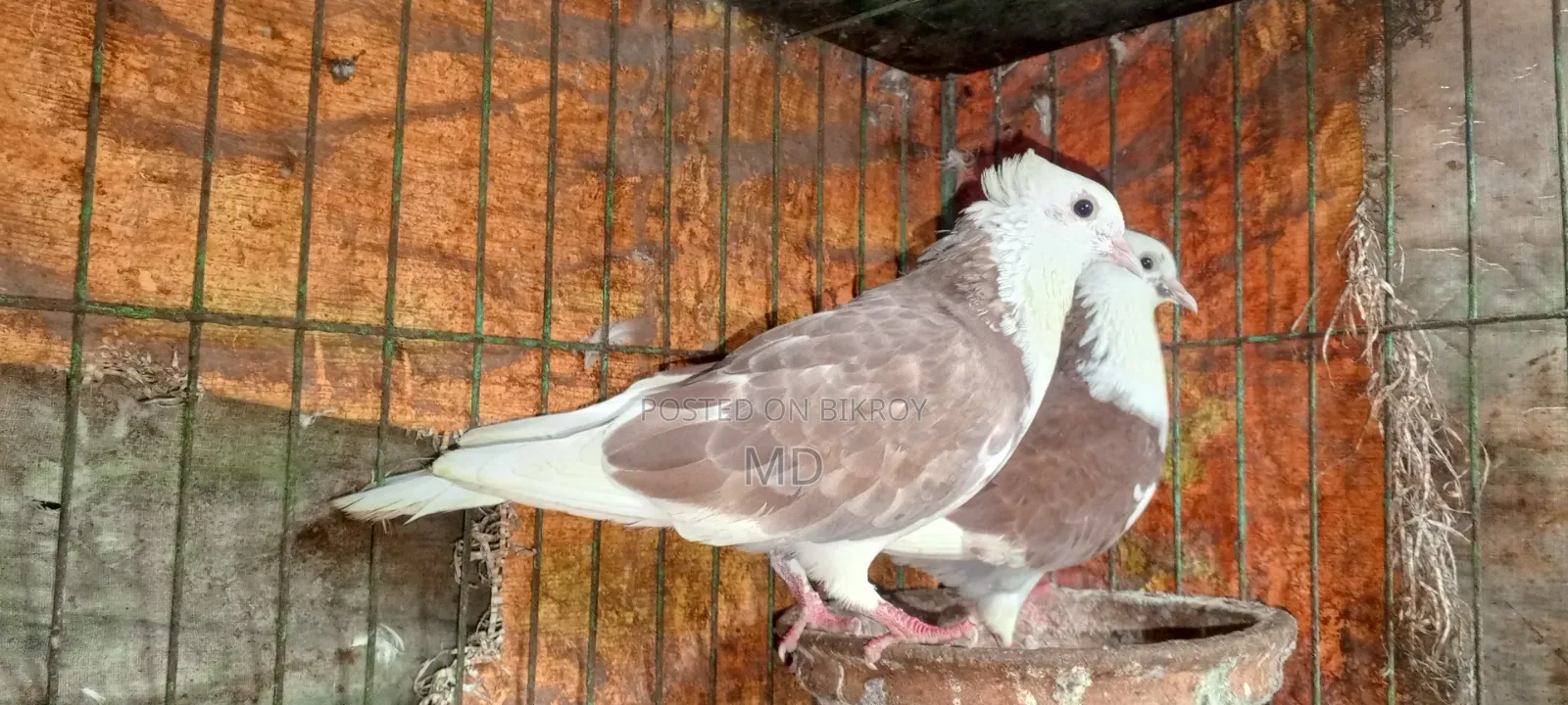 Approximately 15 pairs of pigeons with egg/chick guarantee for sale