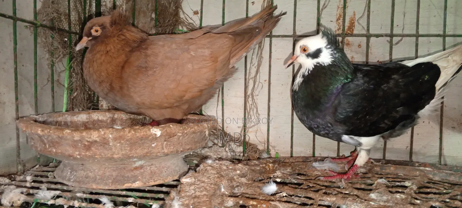 Approximately 15 pairs of pigeons with egg/chick guarantee for sale