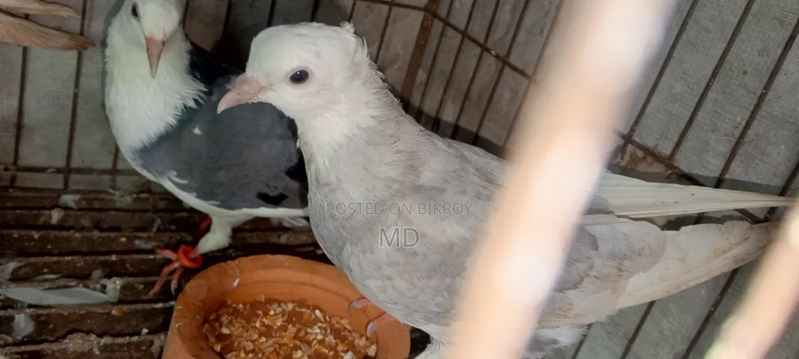 Approximately 15 pairs of pigeons with egg/chick guarantee for sale