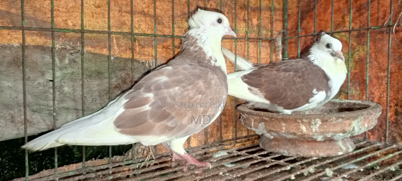 Approximately 15 pairs of pigeons with egg/chick guarantee for sale