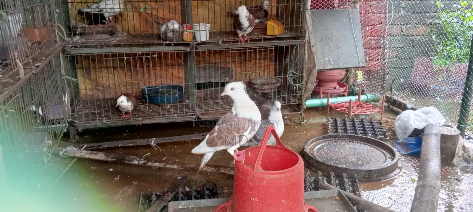 Approximately 15 pairs of pigeons with egg/chick guarantee for sale