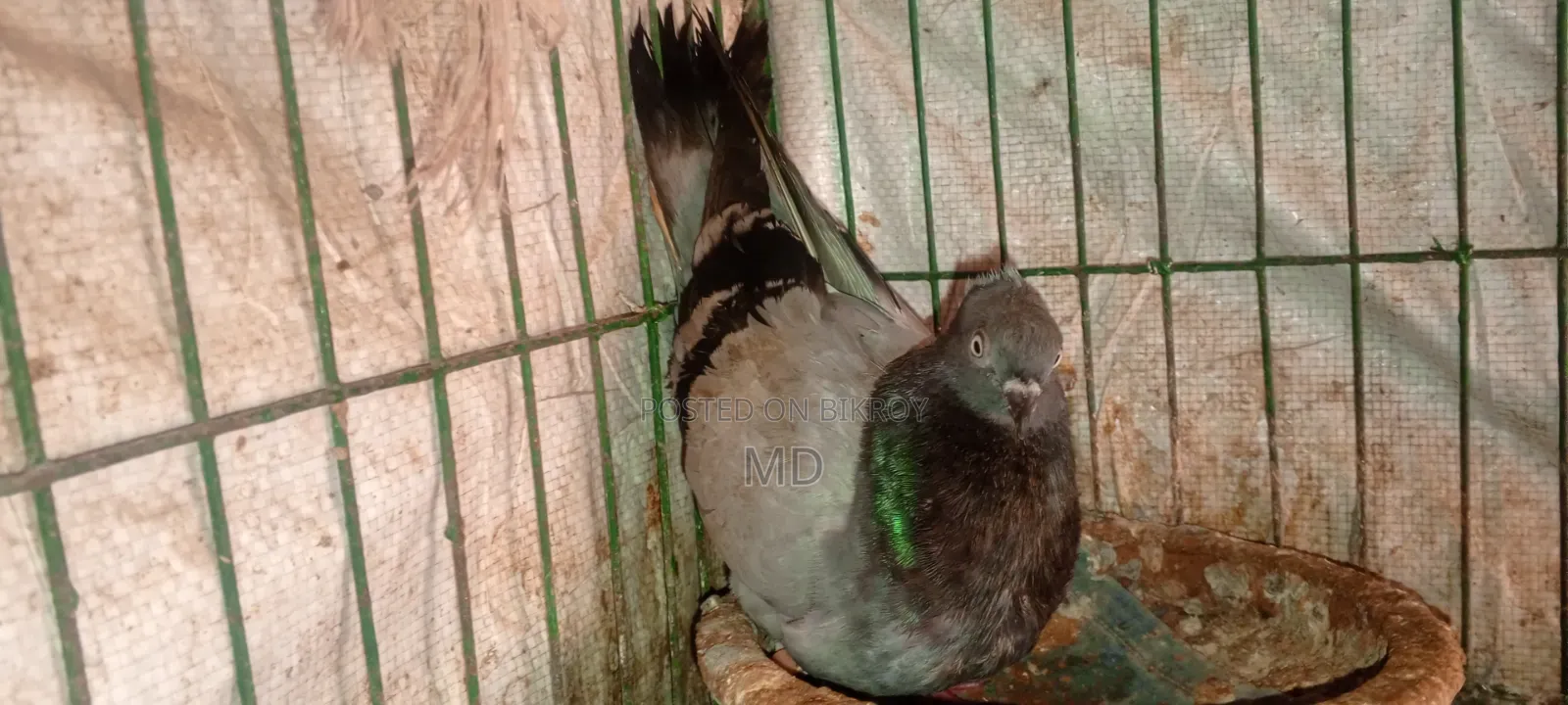 Approximately 15 pairs of pigeons with egg/chick guarantee for sale
