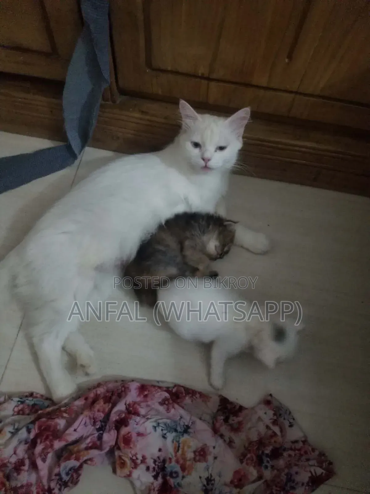 1+ Year Female Mixed Breed Persian