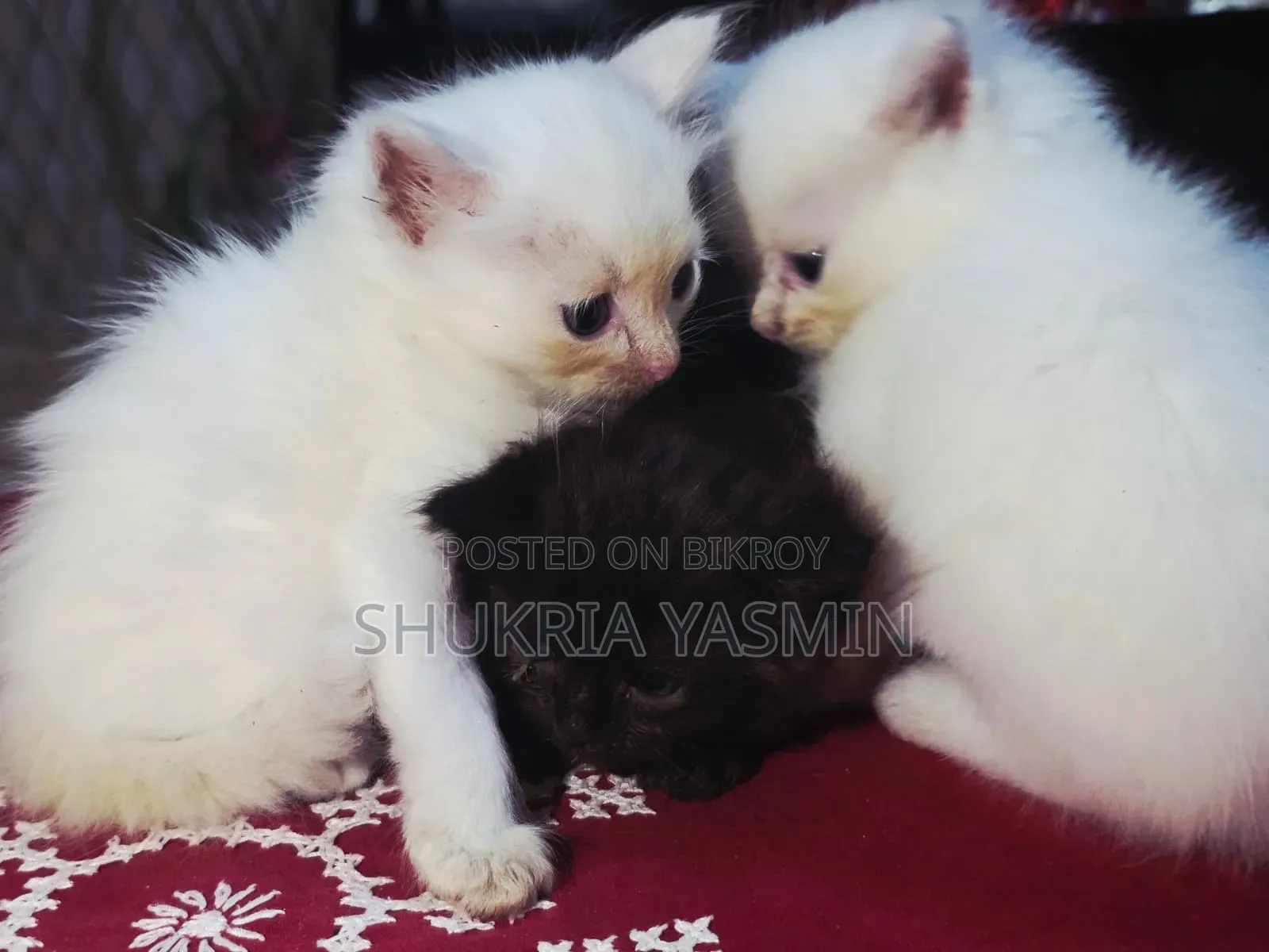 1-3 Months Male Purebred Persian