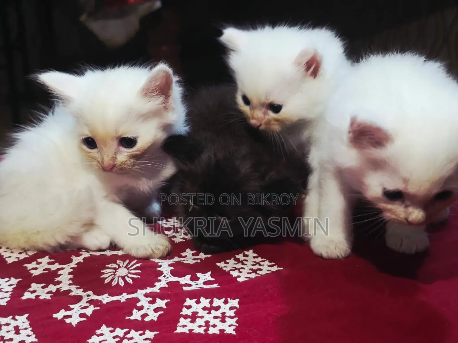 1-3 Months Male Purebred Persian