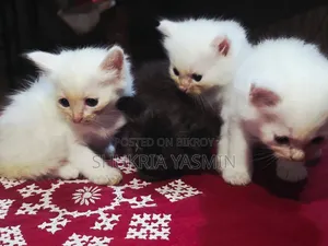 1-3 Months Male Purebred Persian