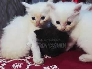 1-3 Months Male Purebred Persian