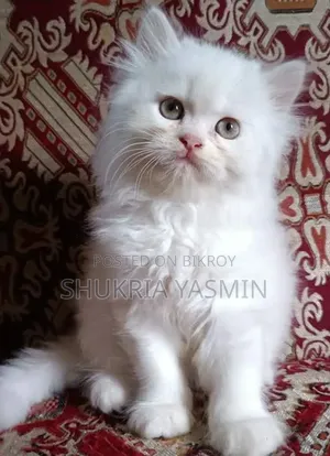 1-3 Months Male Purebred Persian