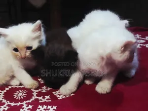 1-3 Months Male Purebred Persian