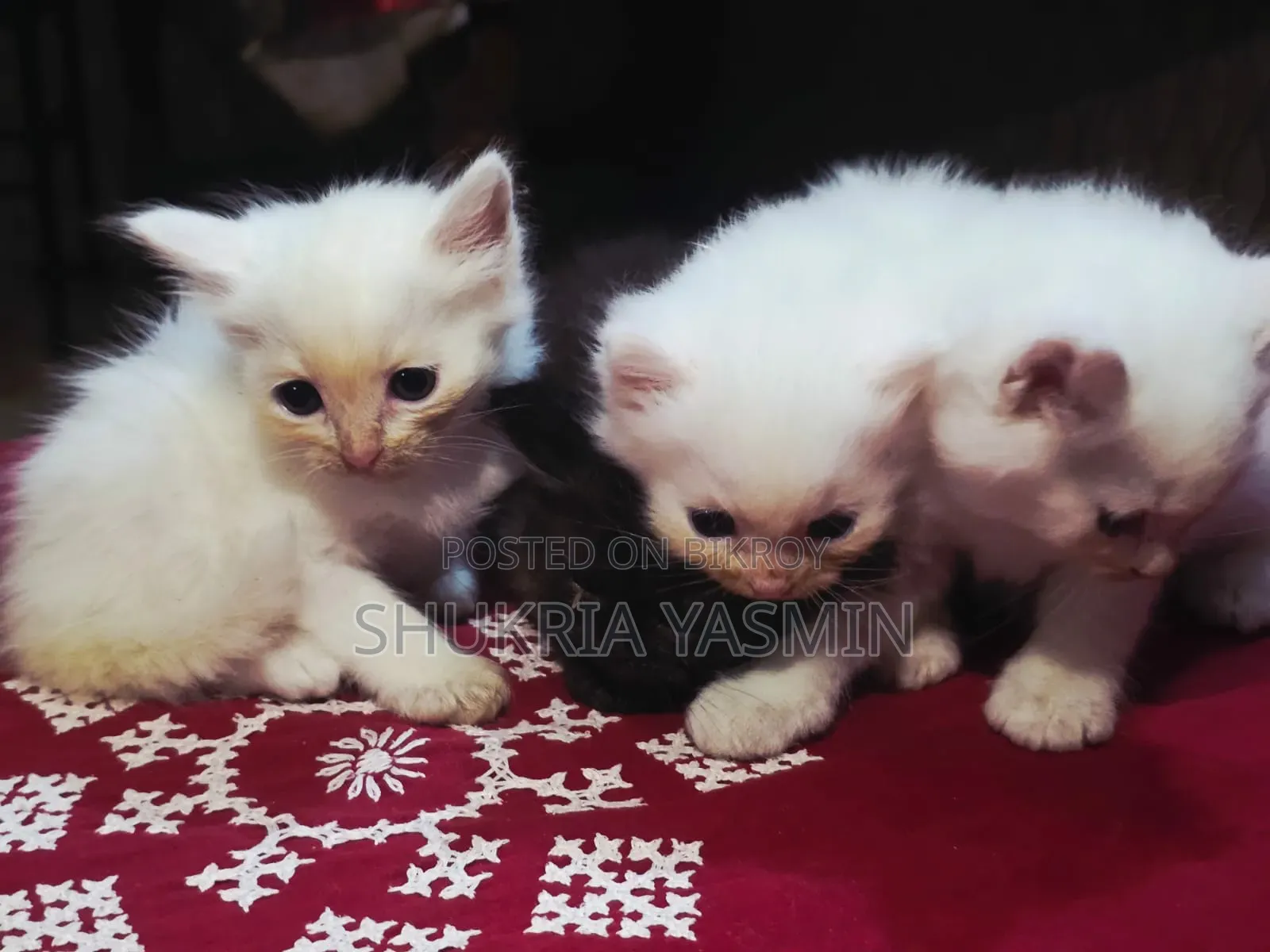 1-3 Months Male Purebred Persian