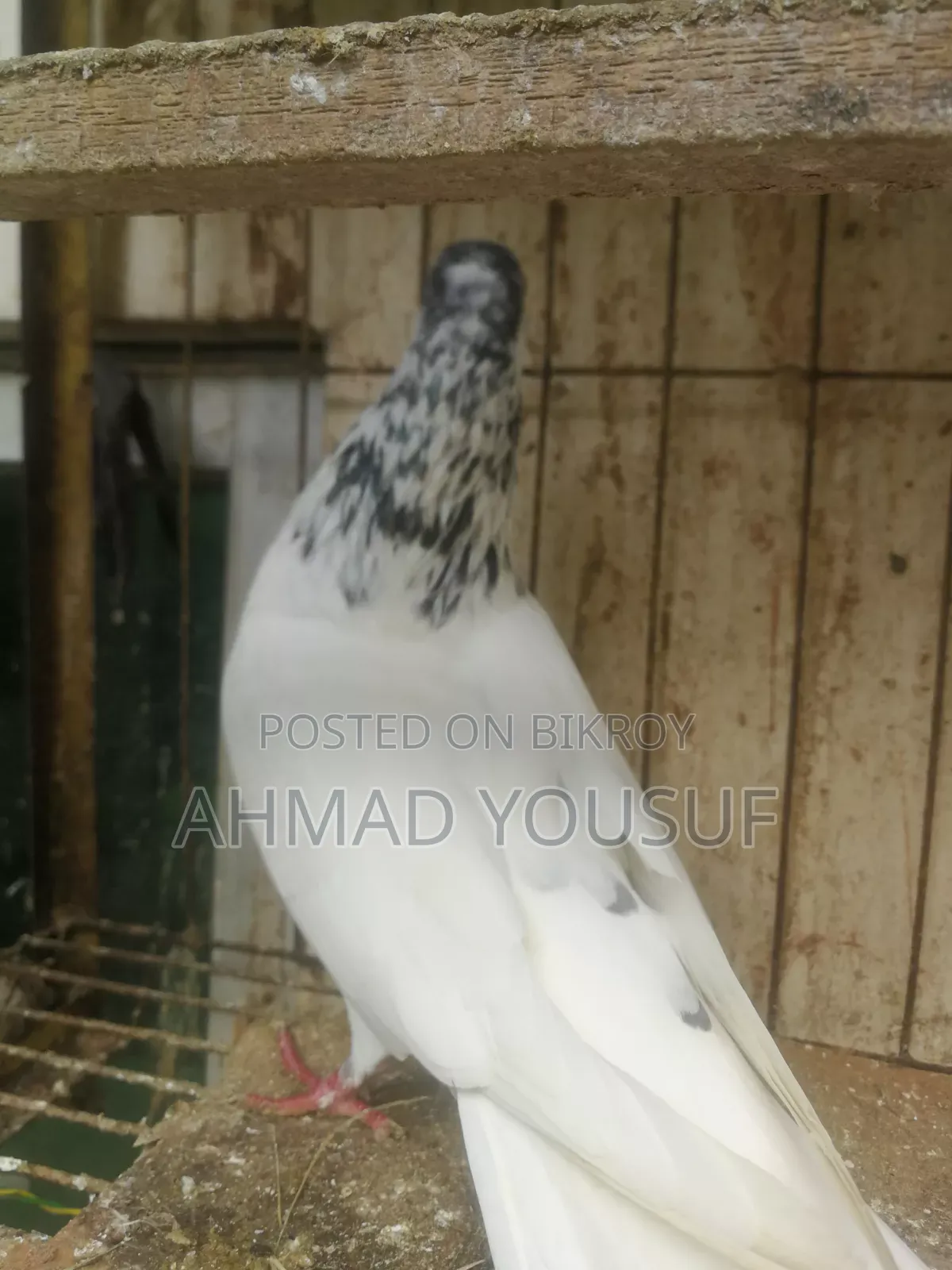 1pc Running Pigeon for Sale