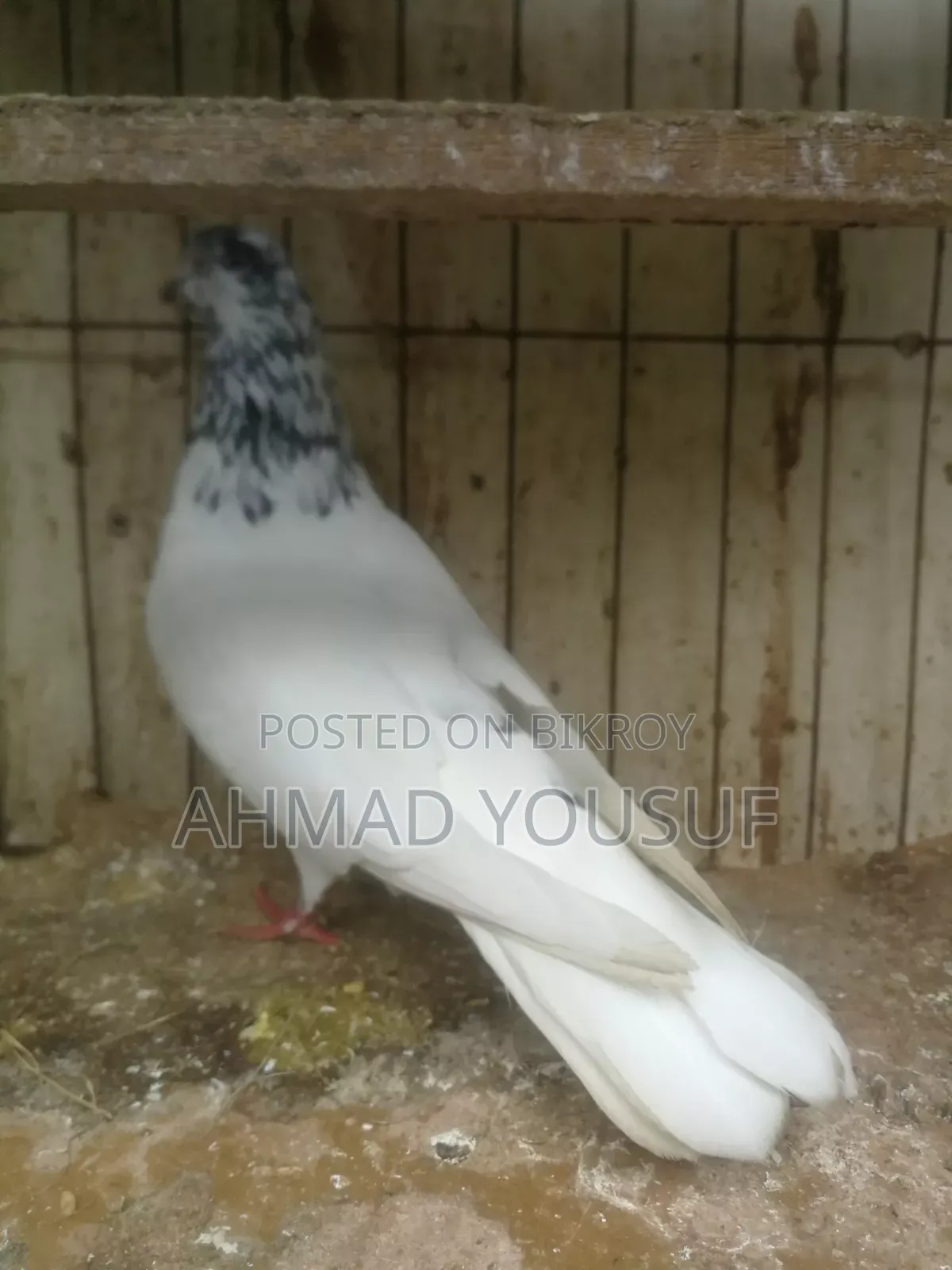 1pc Running Pigeon for Sale