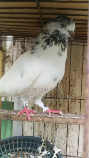 1pc Running Pigeon for Sale