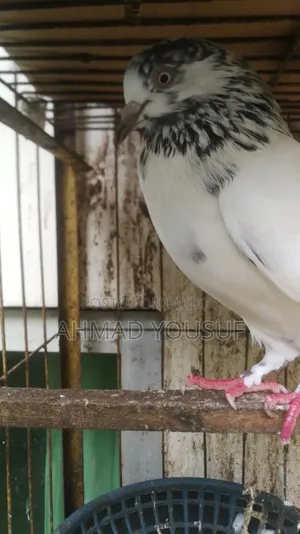 1pc Running Pigeon for Sale