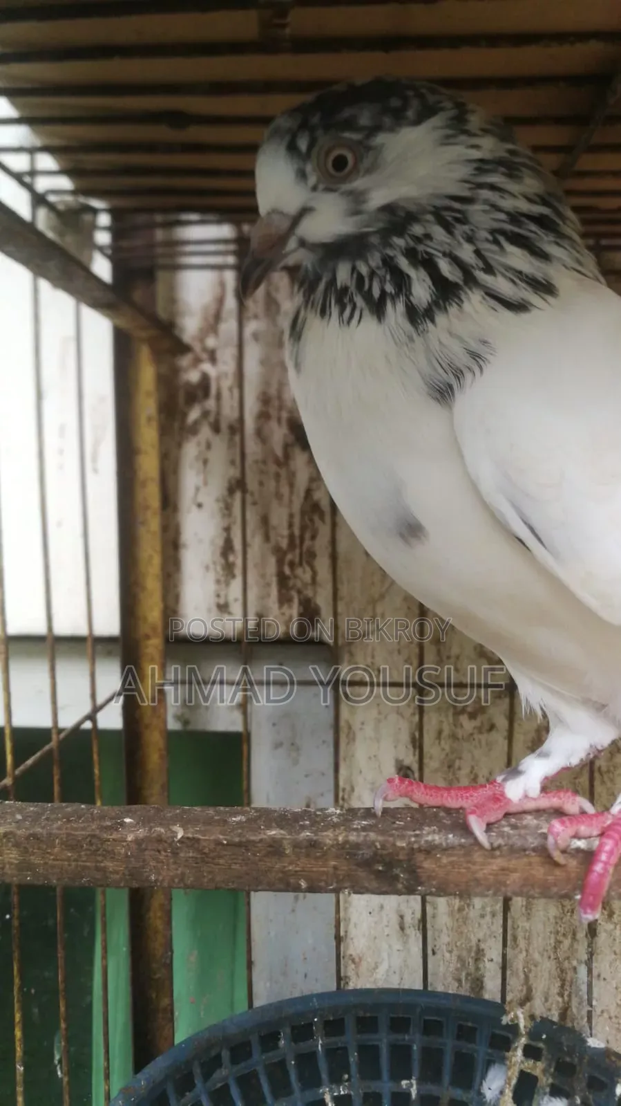 1pc Running Pigeon for Sale