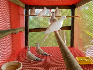 রানিং অস্টেলিয়ান ঘুঘু জোড়া