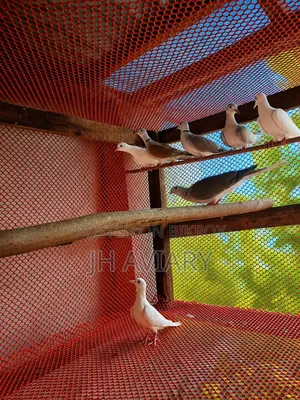 রানিং অস্টেলিয়ান ঘুঘু জোড়া