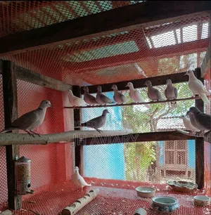 রানিং অস্টেলিয়ান ঘুঘু জোড়া