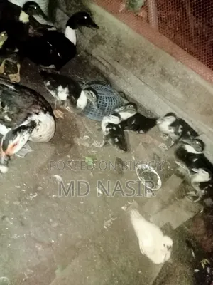 চীনা হাঁসের বাচ্চা