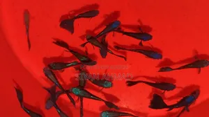 Blue Head Samurai Guppy