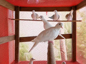 রানিং অস্টেলিয়ান ঘুঘু জোড়া