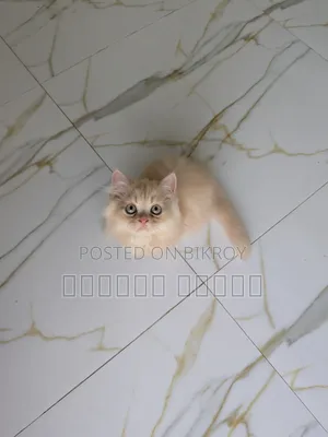 3-6 Months Male Purebred Persian