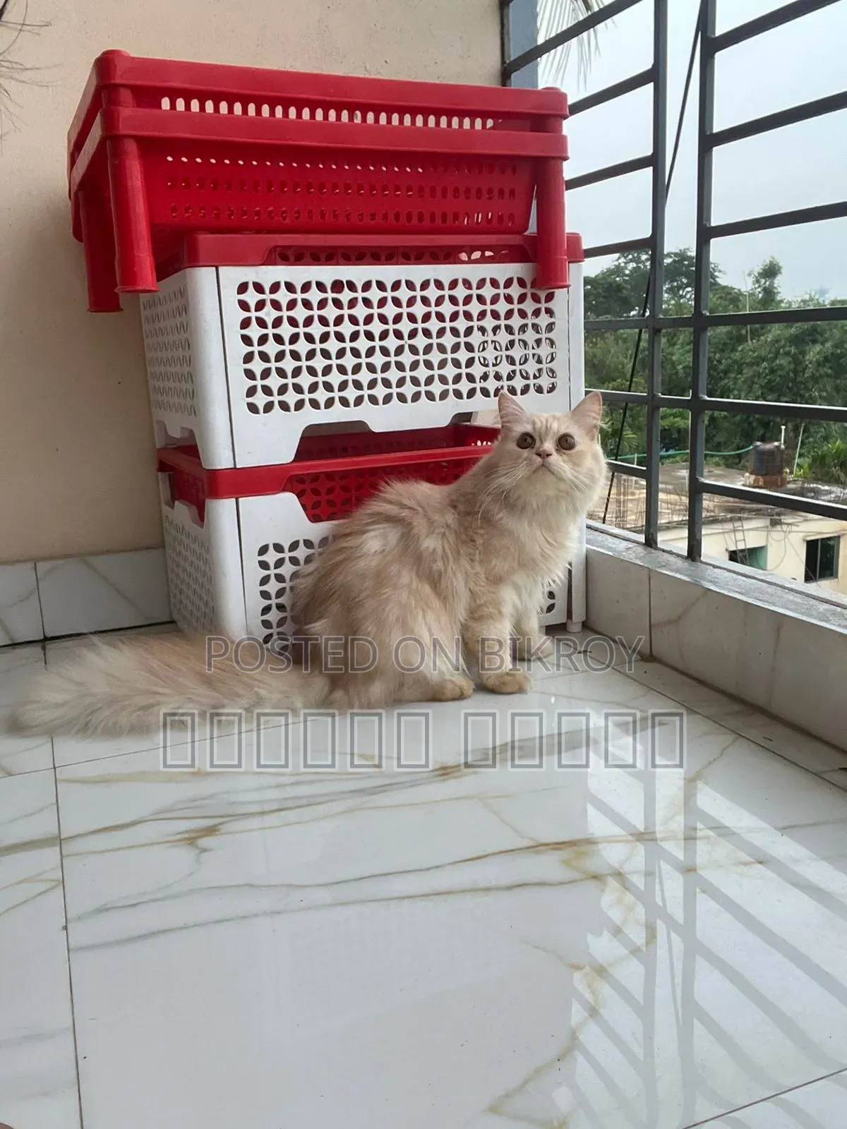3-6 Months Male Purebred Persian