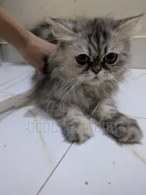 3-6 Months Male Purebred Persian
