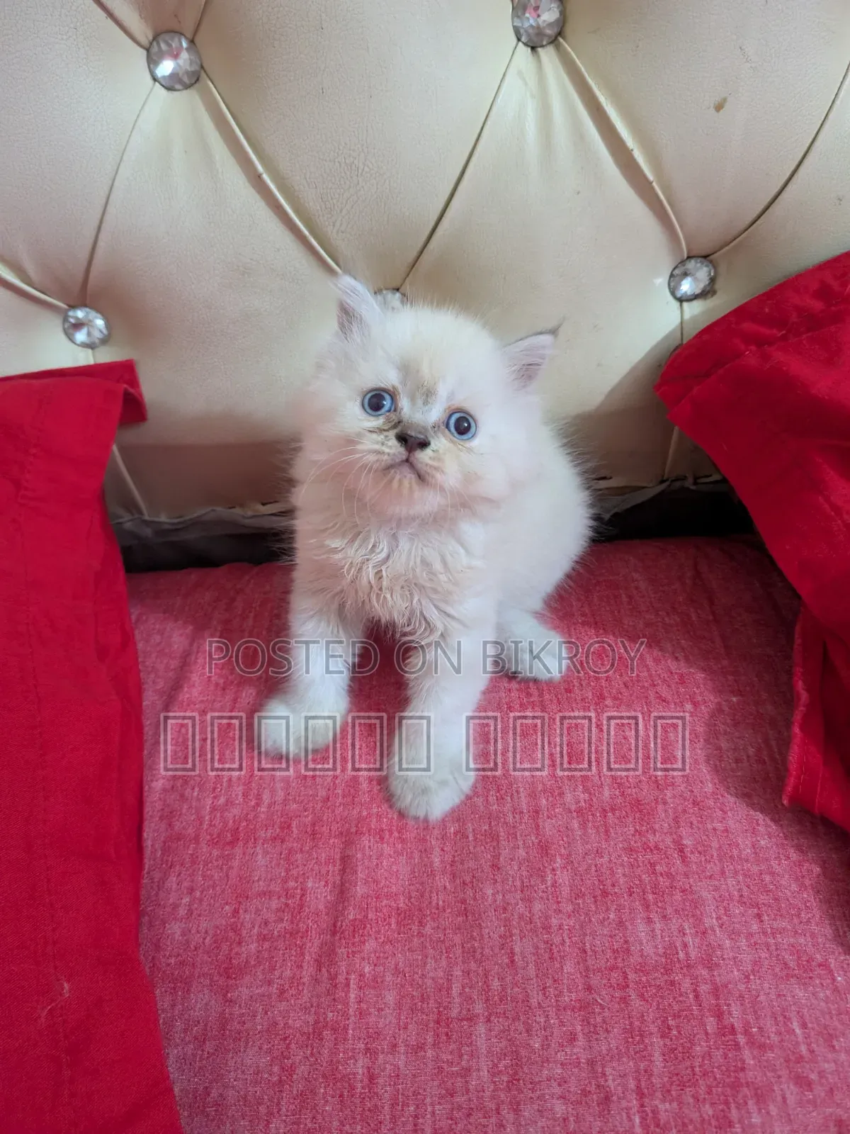 3-6 Months Male Purebred Persian