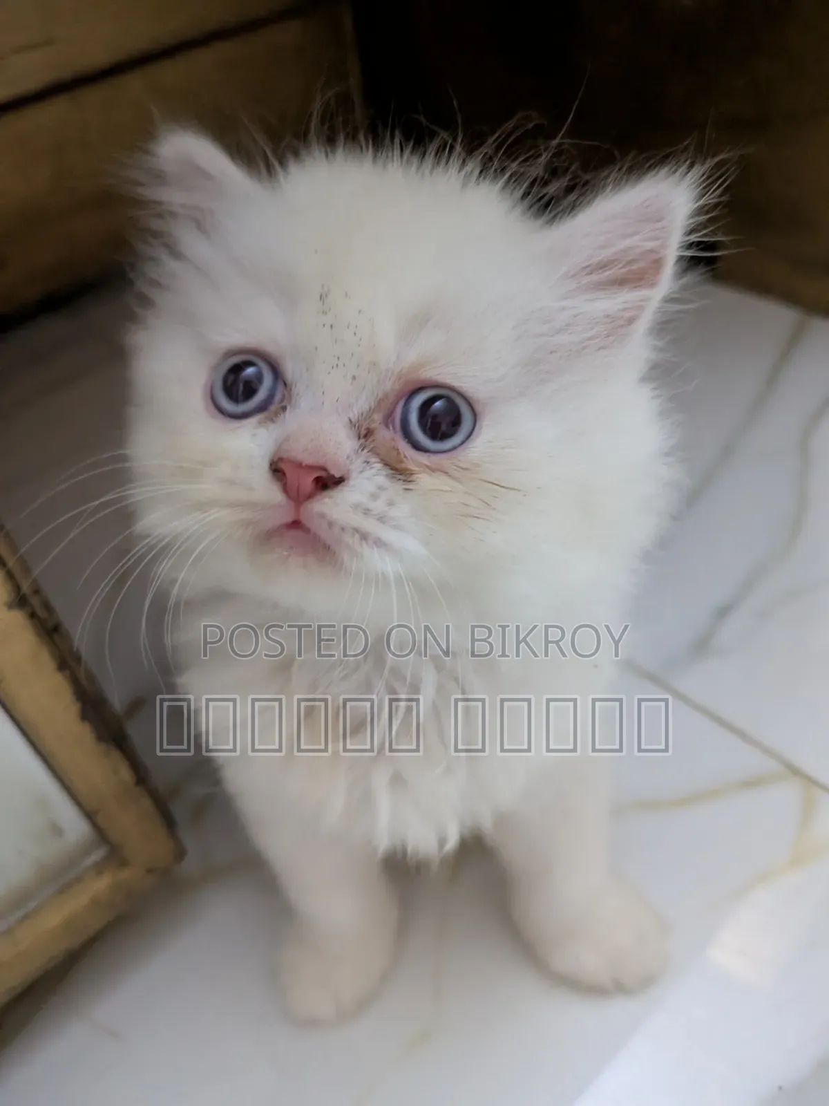 3-6 Months Male Purebred Persian