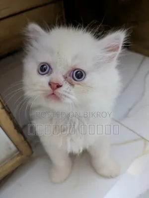 3-6 Months Male Purebred Persian