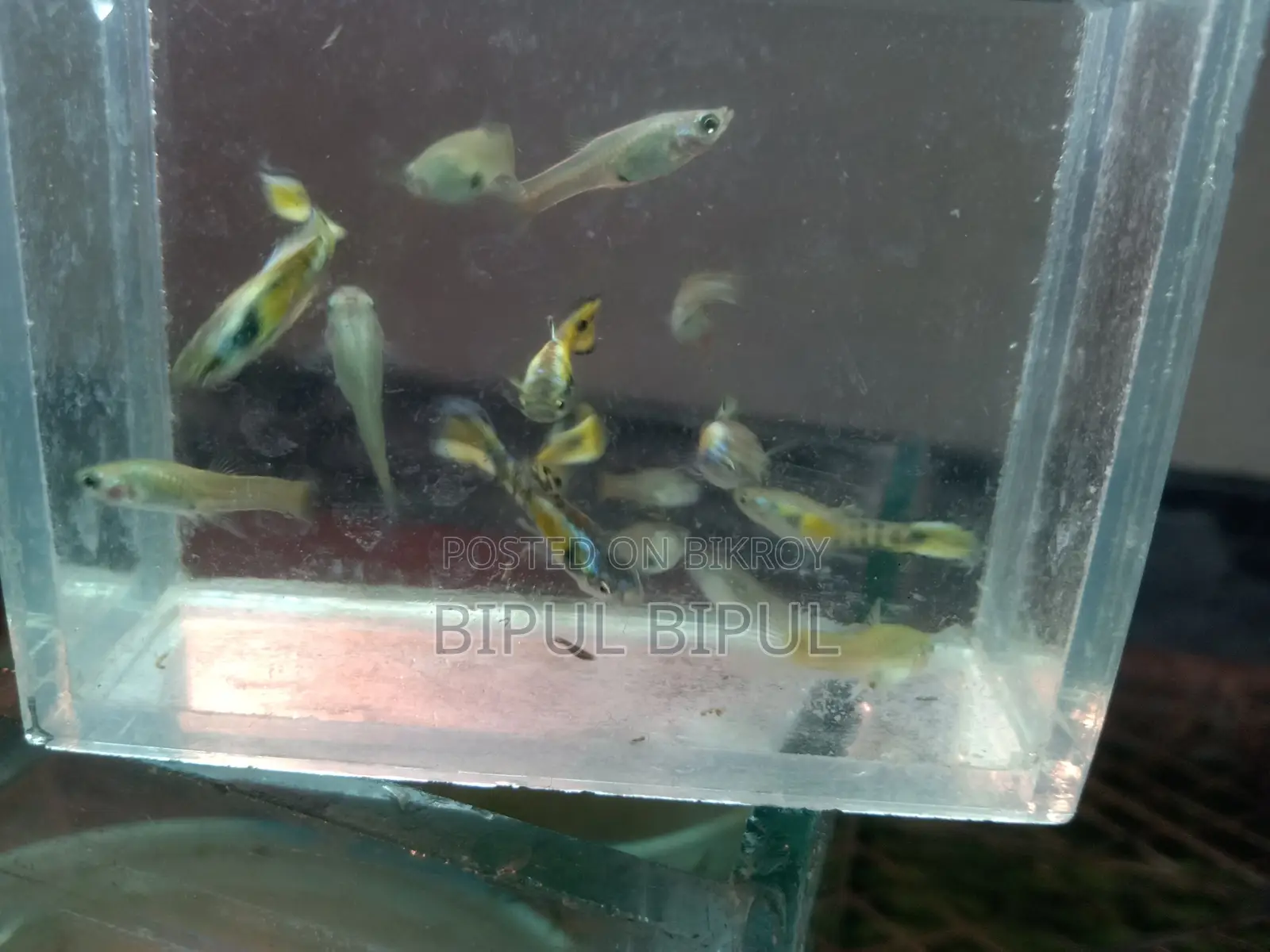 Yellow Tiger Jacket Endler Guppy. All will be sold.