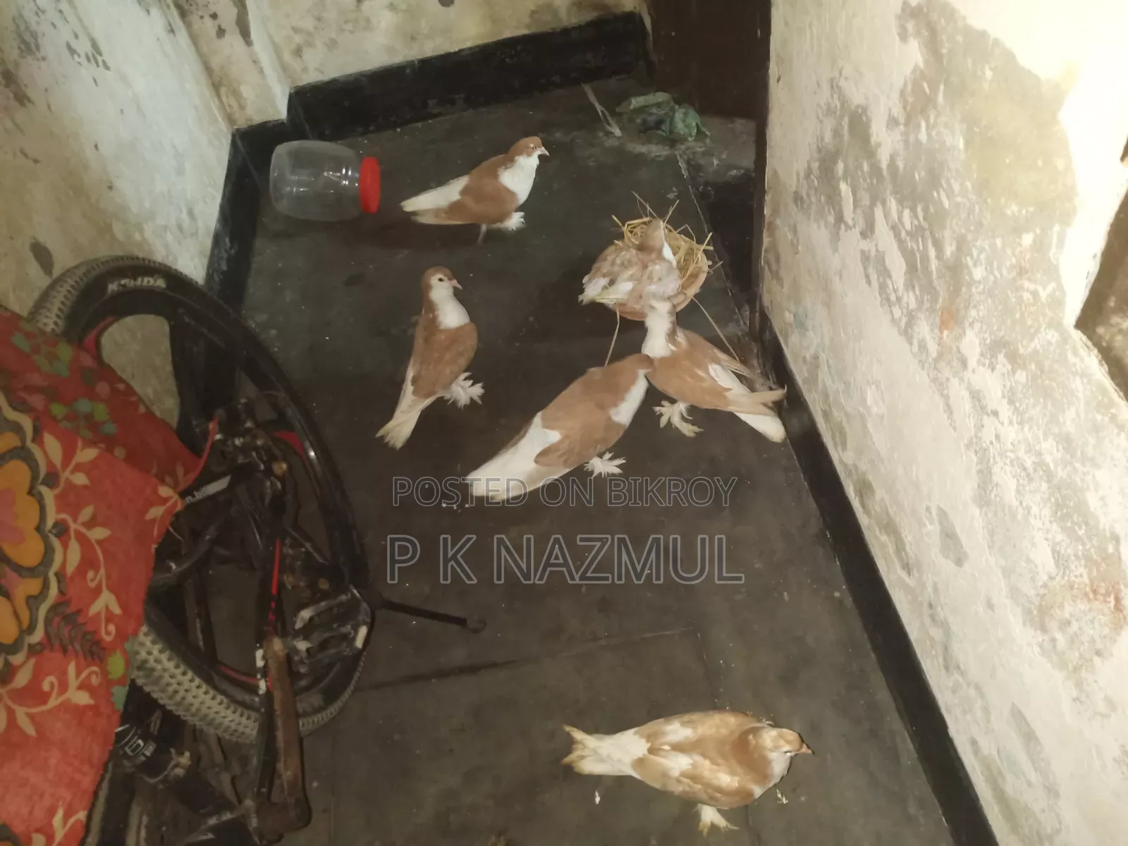 সিরাজী কবুতর ফুল সেটাপ সহ