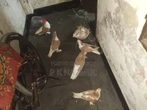 সিরাজী কবুতর ফুল সেটাপ সহ