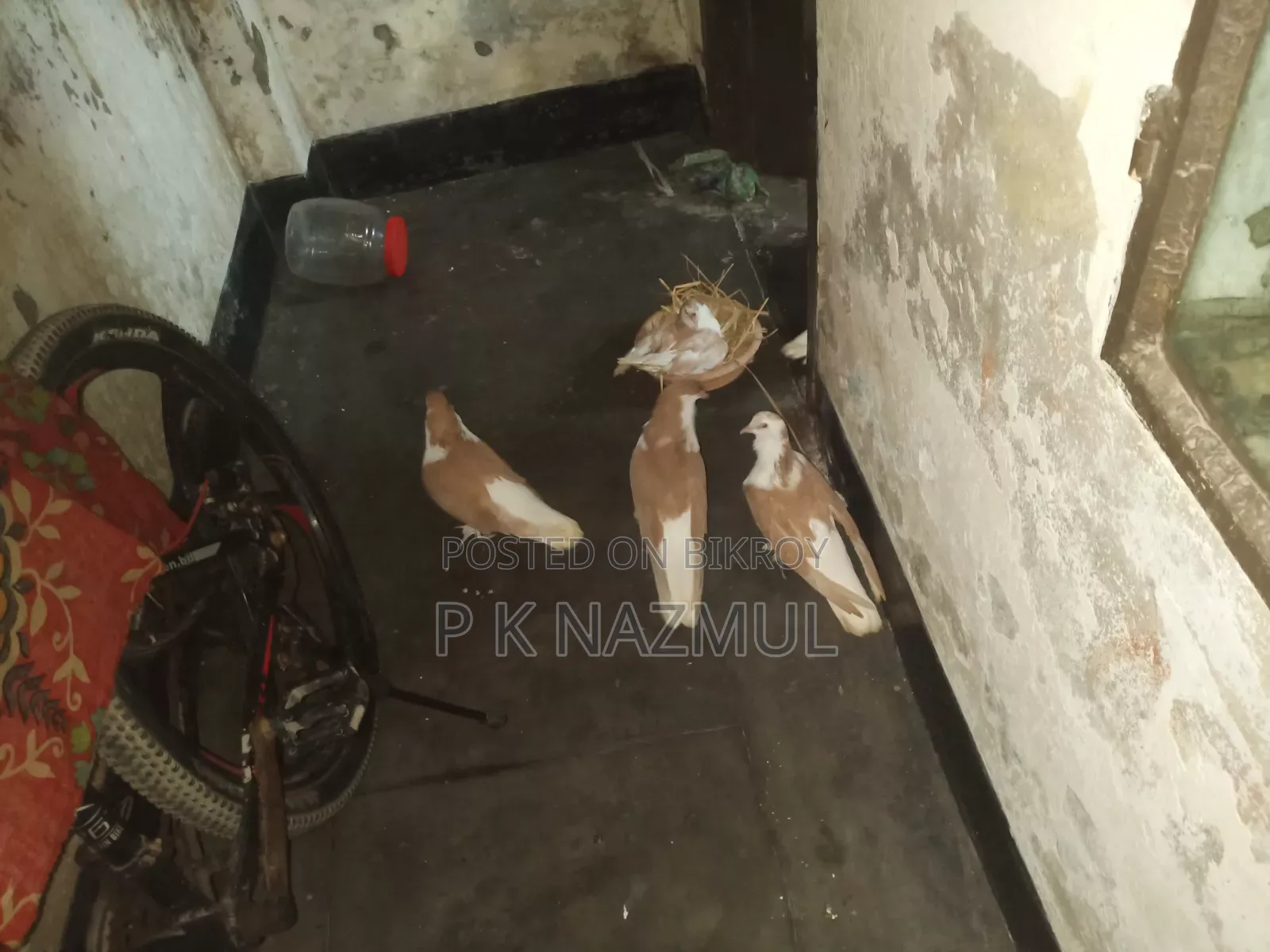 সিরাজী কবুতর ফুল সেটাপ সহ