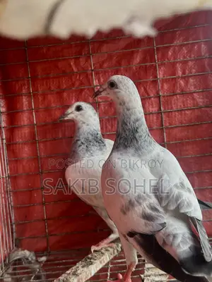 আফসান গ্রিজেল রেসার বেবি জোরা