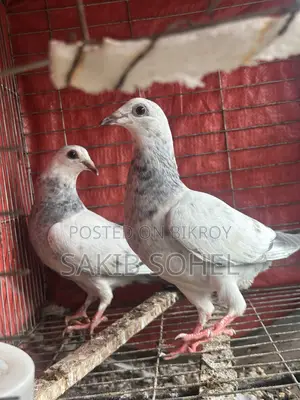 আফসান গ্রিজেল রেসার বেবি জোরা