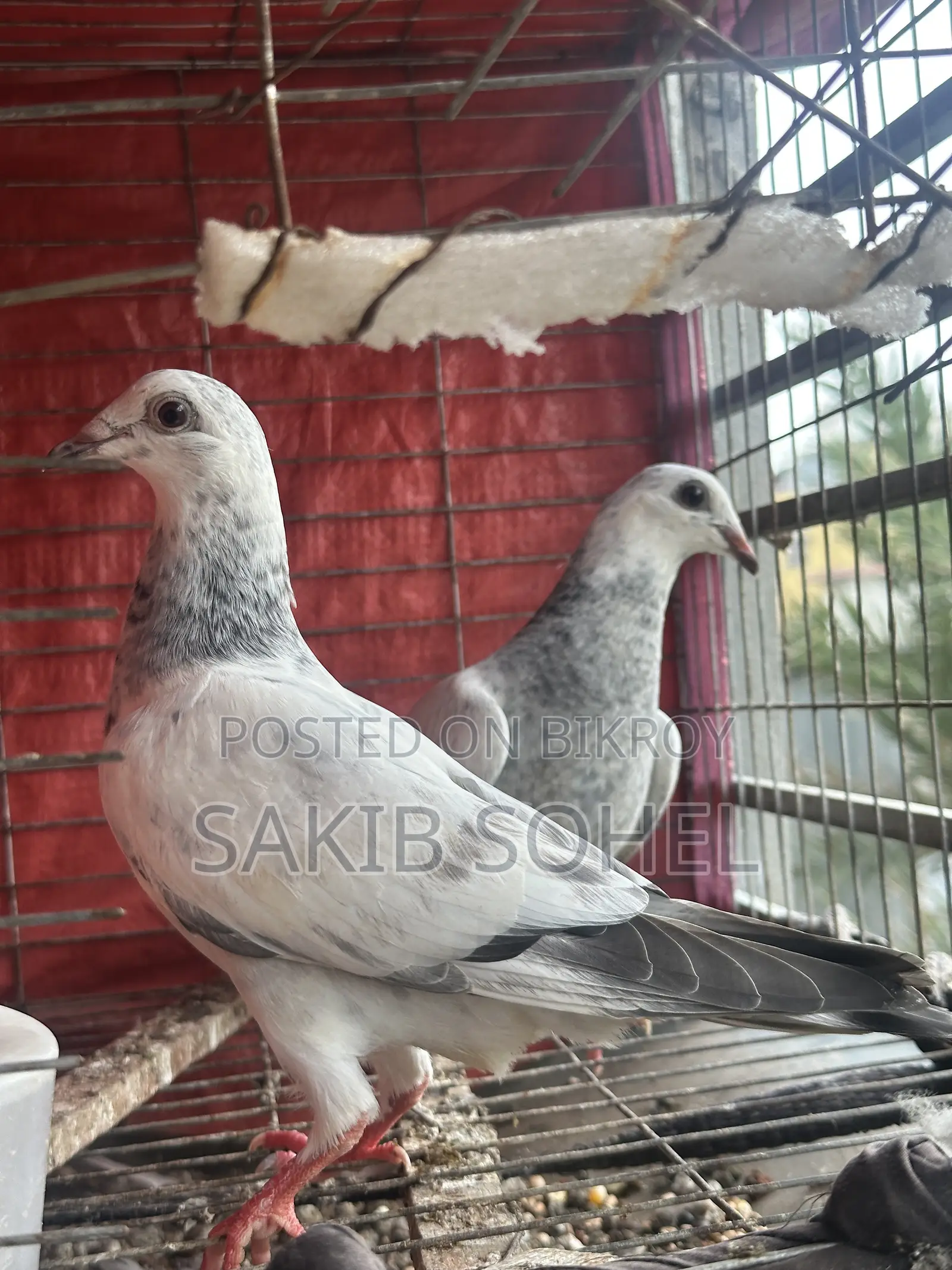 আফসান গ্রিজেল রেসার বেবি জোরা