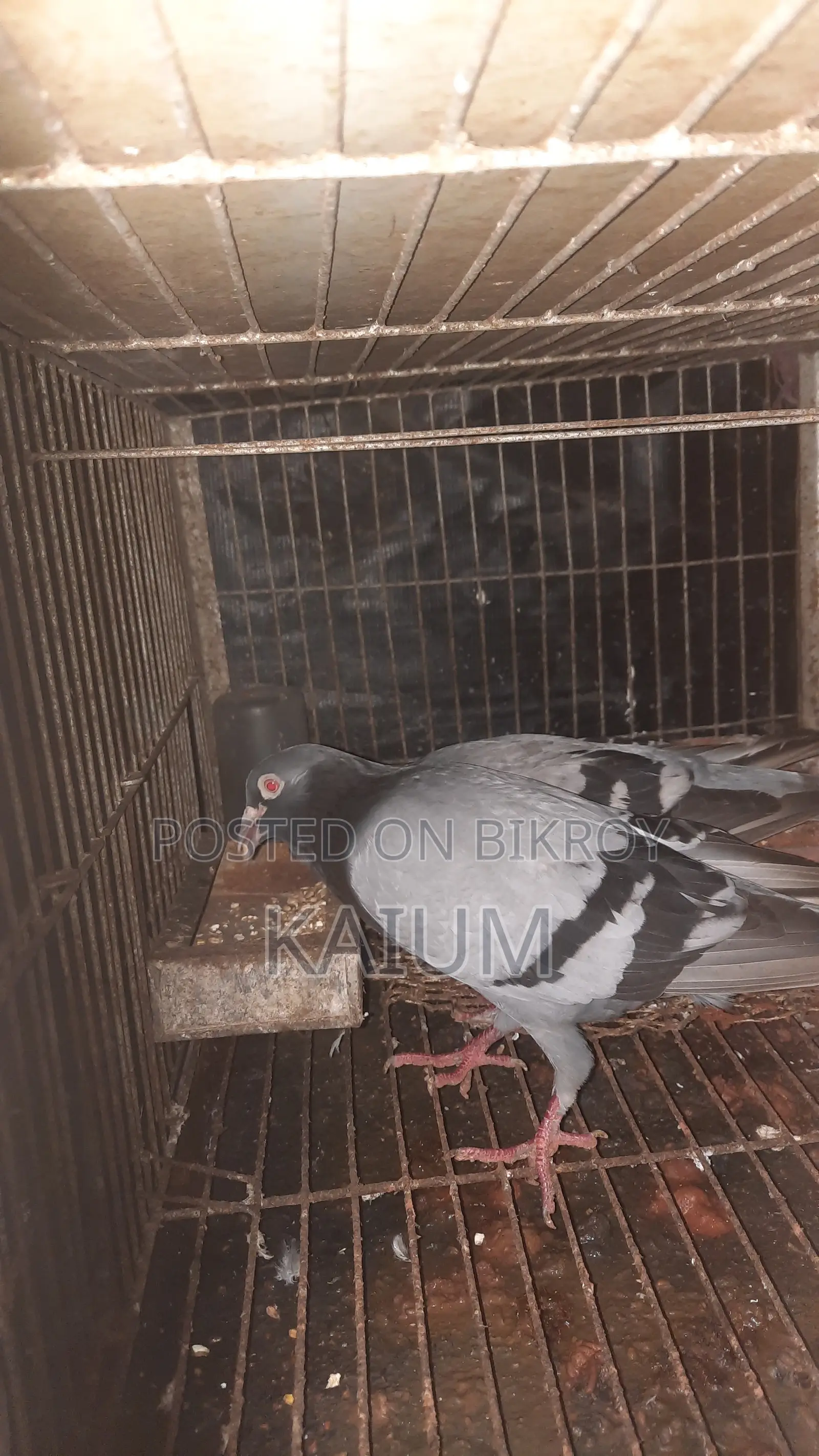 Racer Pigeon