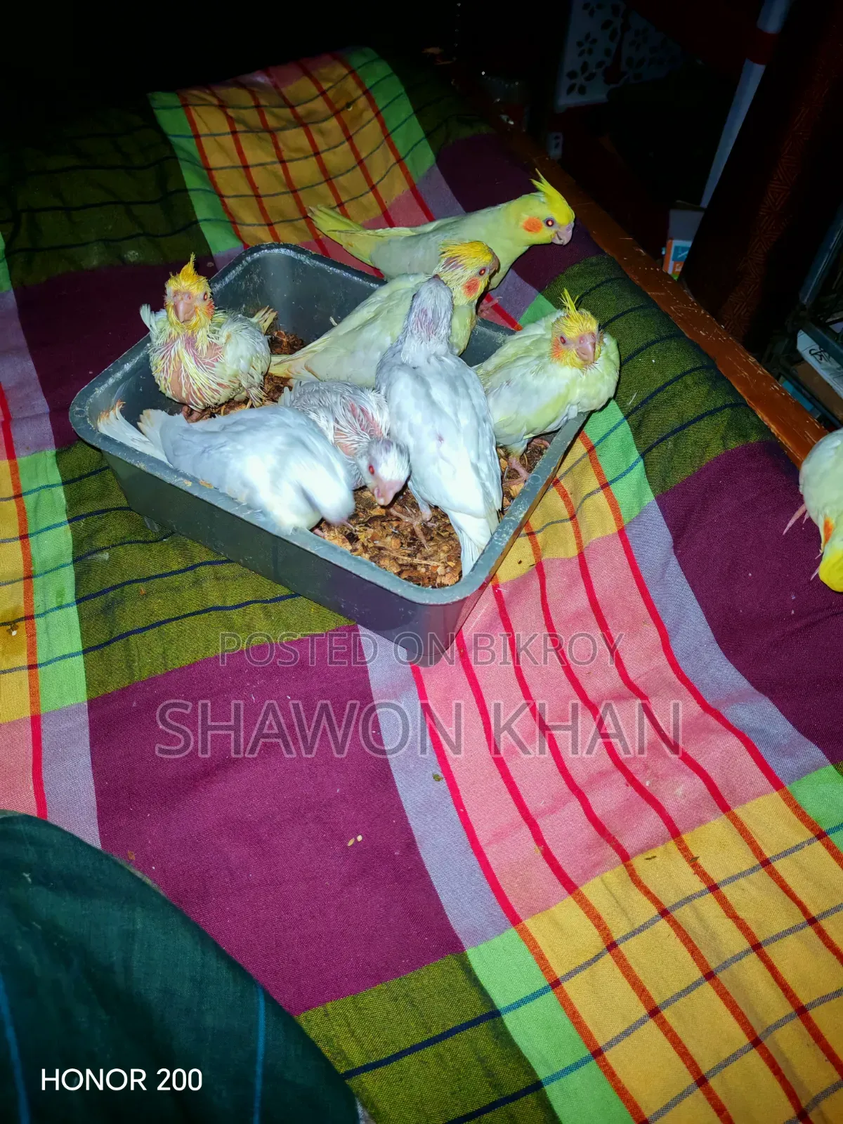 কোকাটেল বেবি