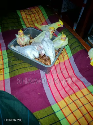 কোকাটেল বেবি