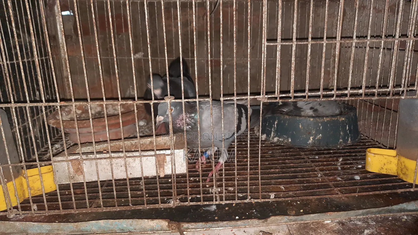 Racer Pigeon