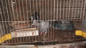 Racer Pigeon