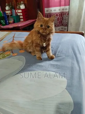 1-3 Months Male Purebred Persian