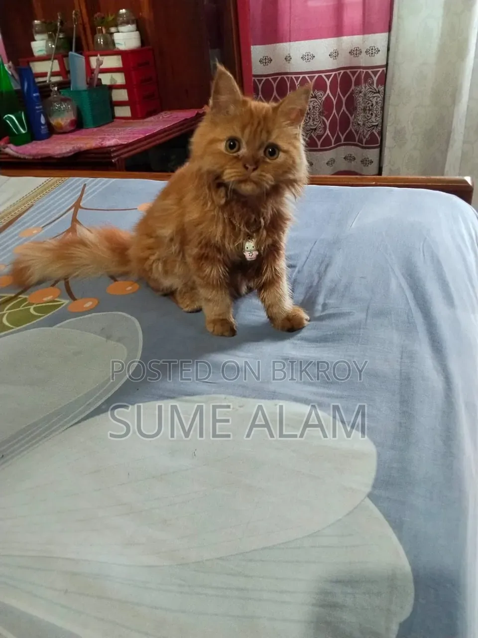 1-3 Months Male Purebred Persian